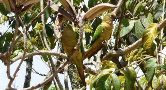 Pássaros comuns na cidade e seus arredores