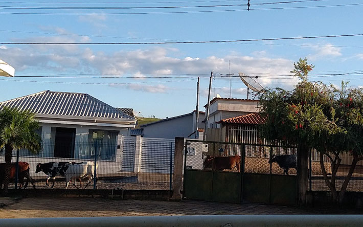 Lei que visa retirar animais soltos nas ruas de Ibertioga é aprovada